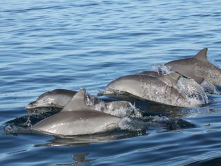 Молодые дельфины выбирают себе полезных друзей