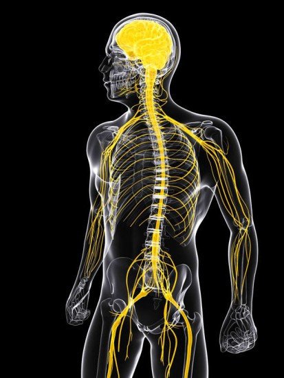Восстановление клеток спинного мозга внутри живого организма возможно