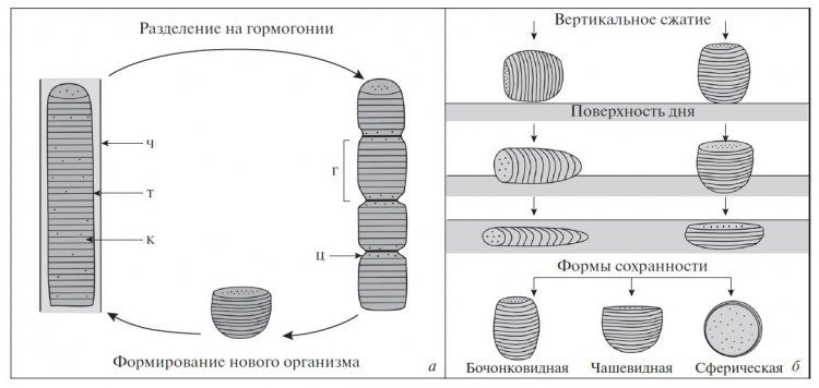 Иллюстрация: Реконструкция цикла вегетативного размножения (а) и формы сохранности (б) гормогониевых цианобактерий. Иллюстрация предоставлены ИНГГ СО РАН