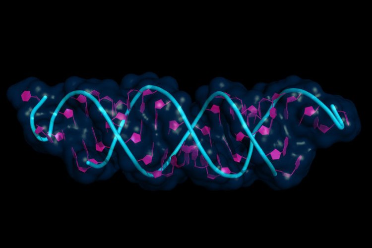 Исследователи обнаружили трехмерную структуру, отвечающую за экспрессию генов