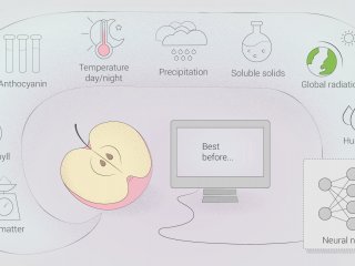 Нейронная сеть научилась предсказывать качество фруктов после длительного хранения