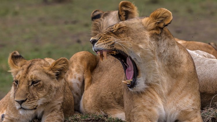 Зевота помогает львам синхронизировать движения своих групп.