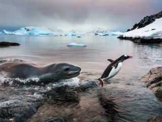 Морской леопард и папуанский пингвин 