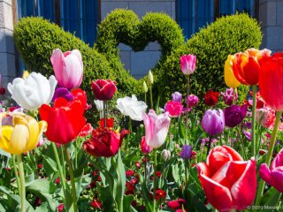 «Парад тюльпанов 2020» в Никитском саду…