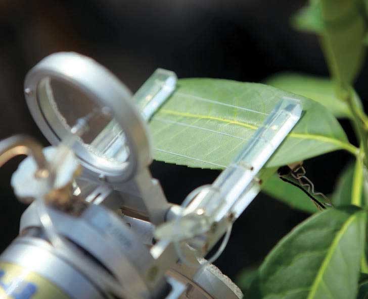 Листовая камера для измерения интенсивности видимого фотосинтеза листа растения