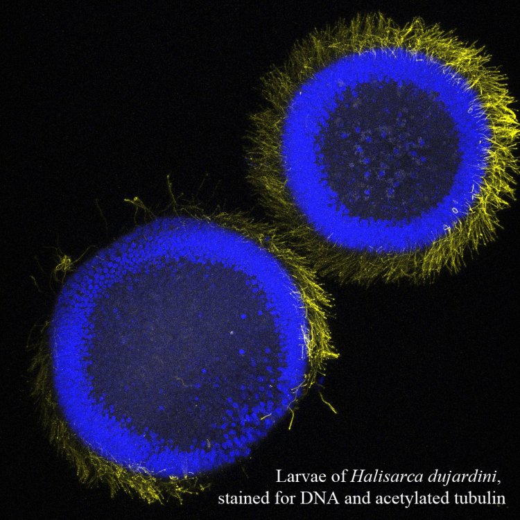 Личинка губки Halisarca dujardinii с флуоресцентной меткой на ДНК (синий) и тубулин — белок жгутиков, находящийся в поверхностных клетках (желтый). Конфокальная лазерная сканирующая микроскопия, 100-кратное увеличение. Источник: Илья Борисенко
