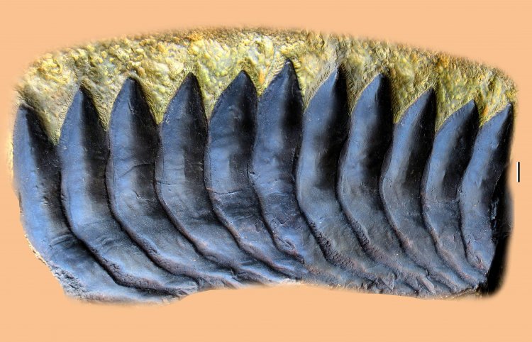 Модель фрагмента зубной спирали геликоприонида по образцам из верхнекаменноугольных отложений (гжельский ярус) разреза Русавкино, Московская область.