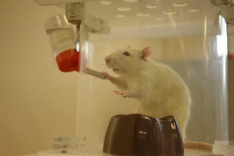 Лабораторная крыса во время исследования работы системы доставки лекарств в живом организме. Автор: Ольга Горячева