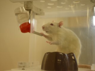 Рисунок 1. Лабораторная крыса во время исследования работы системы доставки лекарств в живом организме