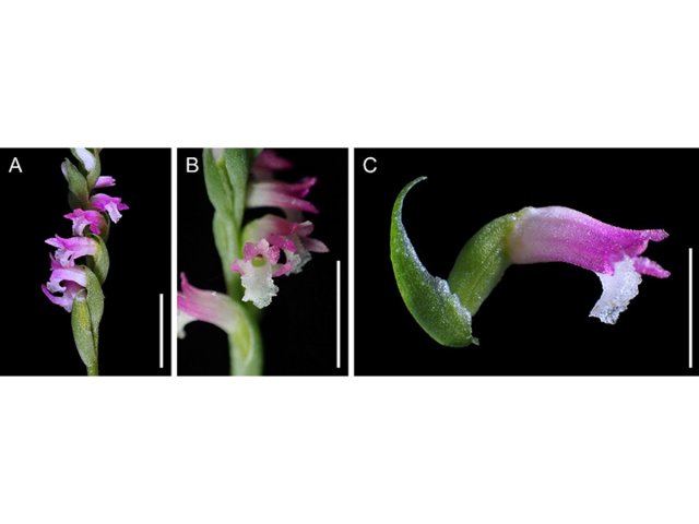 В Японии открыли новый вид орхидей 
