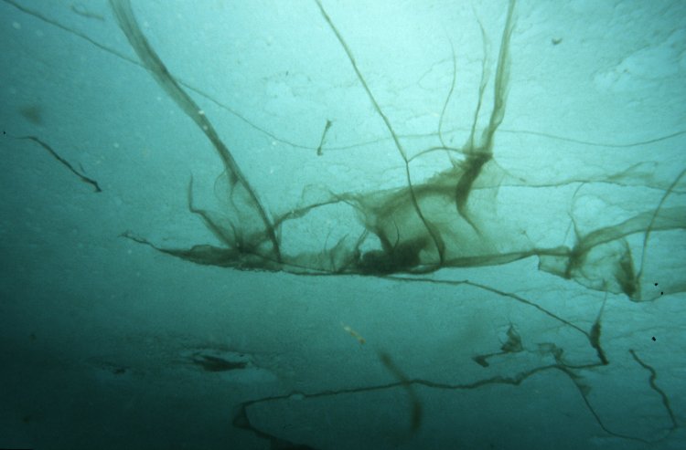 Арктические водоросли сильно загрязнены микропластиком
