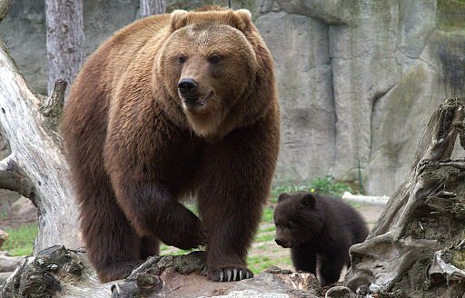 Как медведи остаются без диабета, набирая жир на зиму
