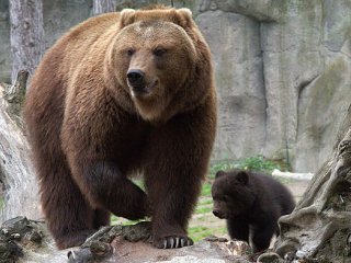 Как медведи остаются без диабета, набирая жир на зиму