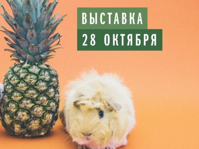 Выставка морских свинок