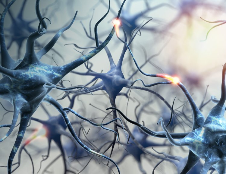 Нейроны головного мозга. Источник: ru.123rf.com