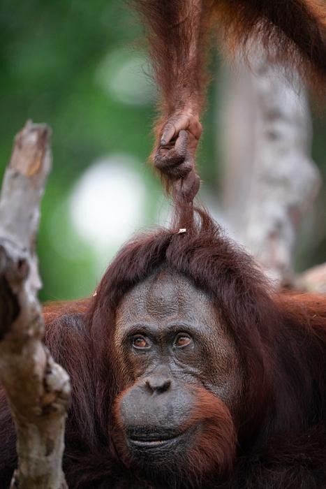 Юный орангутанг дергает свою мать за волосы