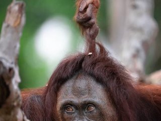 Юный орангутанг дергает свою мать за волосы