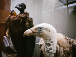 В Зоологическом музее МГУ. Фото: Ольга Мерзлякова / «Научная Россия»