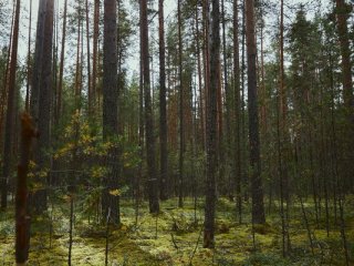 В заповеднике «Кивач». Фото: Елена Либрик / «Научная Россия»