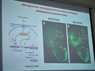 На семинаре ИПИМ МГУ, посвященном патологиям памяти. Фото: Елена Либрик / «Научная Россия»