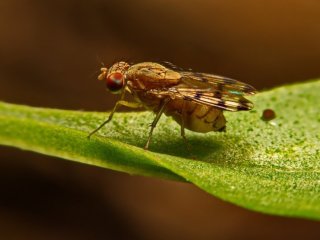 Фото: kasirasuda / 123RF