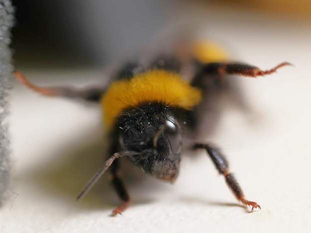 Шмель поднимает задние лапки в ответ на раздражитель. Фото: Elisabeth Böker, PLOS One, CC-BY 4.0 (https://creativecommons.org/licenses/by/4.0/)
