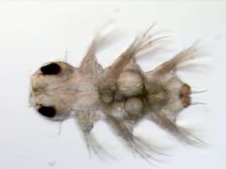 Поздняя трехсегментная личинка Alitta virens — нектохета, прижизненная микрофотография (передний конец тела слева). Предоставлено Виталием Козиным