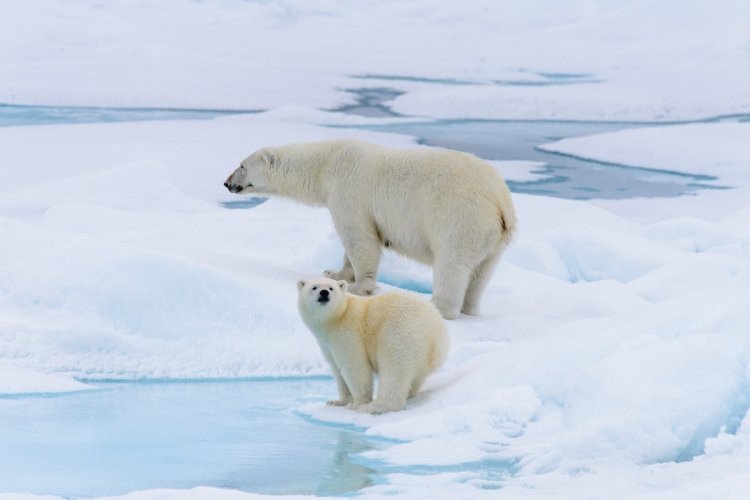 Глобальное отступление льда. Почему тают ледники в АрктикеВ последние годы мы получаем все больше свидетельств аномально быстрого таяния ледников. Об этом говорят и наблюдения во время арктических экспедиций, и результаты научных исследований. В статье вместе с Антоном Тереховым, кандидатом географических наук, научным сотрудником отдела географии полярных стран Арктического и антарктического научно-исследовательского института (ААНИИ), мы попытались разобраться в причинах этого явления, а также в том, чем оно грозит и можно ли как-то исправить ситуацию. Или все это не так уж опасно?
