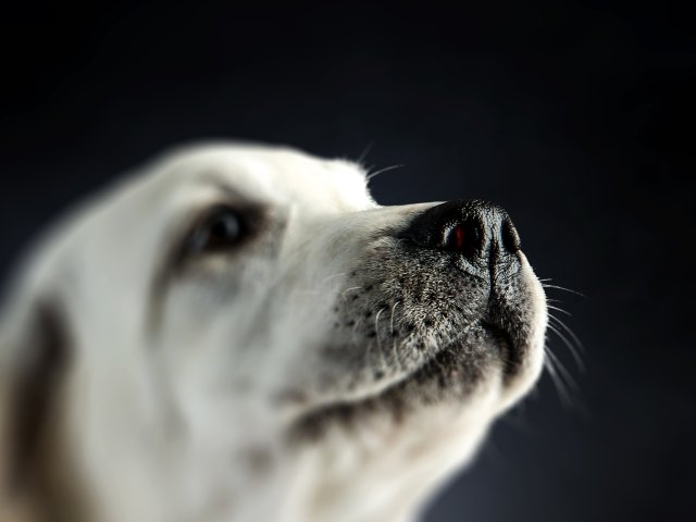 Выявить рак по запаху: обученные собаки могут обнаружить гемангиосаркому. Фото: ru.123rf.com