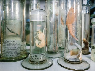 Обитатели океанских глубин. Фото: Ольга Мерзлякова / «Научная Россия»