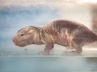 Голый землекоп НИИ Физико-химической биологии имени А.Н. Белозерского МГУ. Фото: Николай Мохначев / Научная Россия