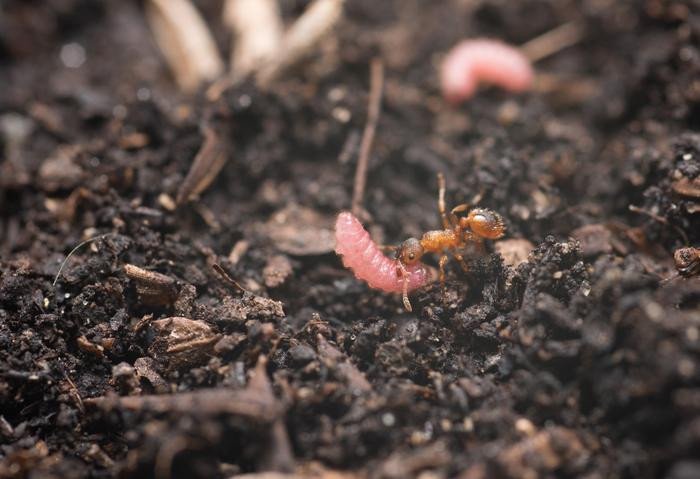 Как&nbsp; гусеницы общаются с муравьями?