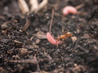 Муравей несет гусеницу бабочки Maculinea. Фото: Vibrant Lab, Torino