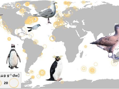 В этом исследовании рассматриваются факторы, влияющие на колебания концентрации ртути в организме морских птиц. Фото: Jumpei Okado (modified from Okado et al. 2026, licensed under CC BY 4.0)