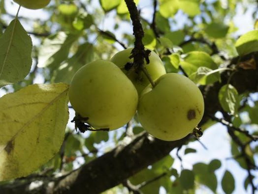 Исследователи из Нью-Йоркского университета в Абу-Даби выяснили, как яблоки эволюционировали в результате постоянного обмена с дикими деревьями. Предоставлено Нью-Йоркским университетом в Абу-Даби. Фото: Wild apples. Courtesy NYUAD
