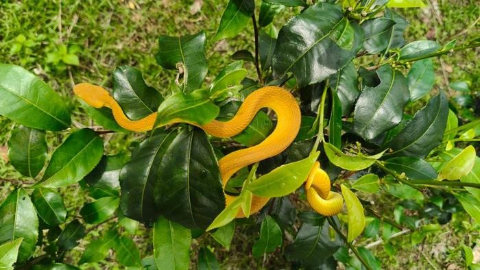 Скрытый на виду, Salazar's pit viper легко растворяется в ярких изумрудных чайных кустах Ассама. Фото: Ramiz Ali / Amrita JBI Centre for Evidence Synthesis and Implementation