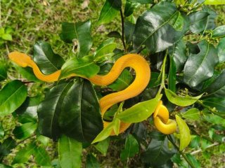 Скрытый на виду, Salazar's pit viper легко растворяется в ярких изумрудных чайных кустах Ассама. Фото: Ramiz Ali / Amrita JBI Centre for Evidence Synthesis and Implementation