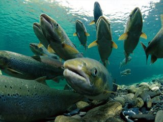 Власти США разрешили есть генетически модифицированного лосося