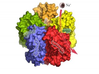 Описан белок, дающий возможность управлять нервной проводимостью живой клетки