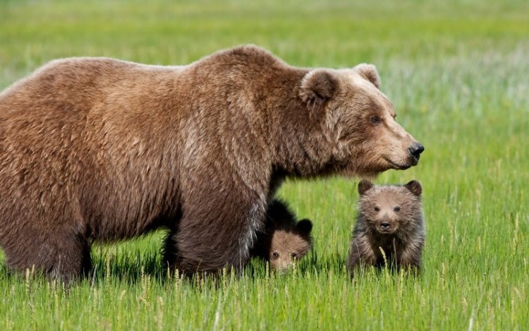 Для защиты потомства медведицы селятся рядом с человеком