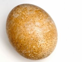 Самые древние белки нашли в скорлупе страусиного яйца