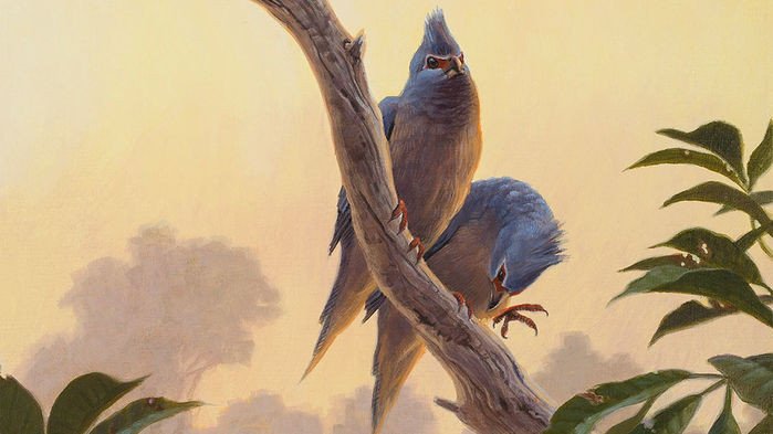 Древняя птица-мышь «рассказала», что было после динозавров