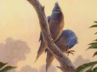 Древняя птица-мышь «рассказала», что было после динозавров
