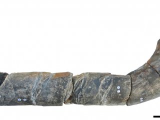 В Великобритании найдены останки самого крупного ихтиозавра