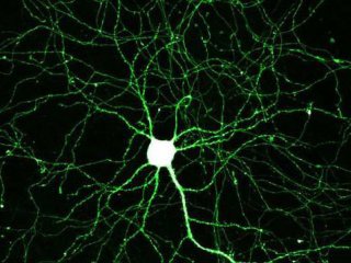 В ИЦиГ СО РАН построили матмодель процессов в синапсе нейрона