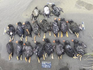 Тысячи птиц погибли в Беринговом море за полгода