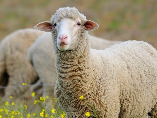 Сонные веретена человека также обнаруживаются у бодрствующих овец
