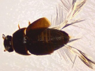 Биологи МГУ изучили механизм симметричного складывания крыльев у мельчайших жуков