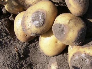 Исследователи РФ предложили новое средство защиты картофеля от фитофторы