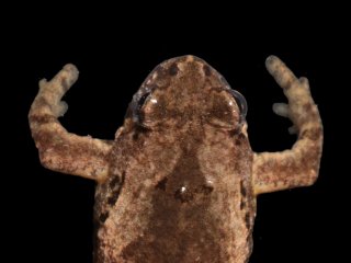 Биологи МГУ открыли крошечную лягушку с голосом кузнечика